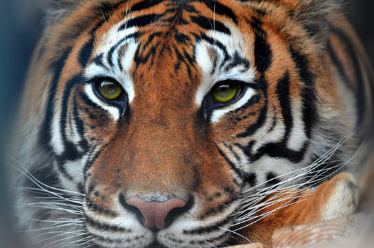 Close up of sad eyes, Bengal Tiger lying pensive in captivity cage
