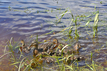 wild duck with ducklings, waterfowl, beautiful summer landscape
