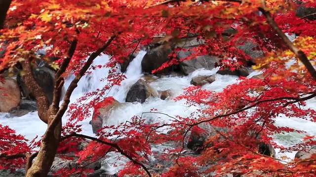 夏井川渓谷の紅葉（福島県・いわき市）動画