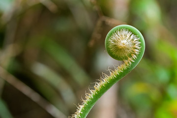 Closeup of unfurling frond of fern in tropical rainforest at Mt. Kinabalu national park, Malaysia