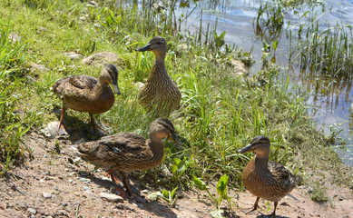 small ducklings on the river bank, wild waterfowl, brood, wildlife