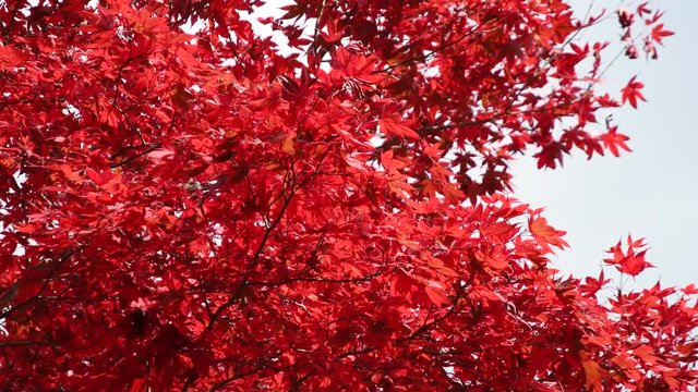 Autumn leaves