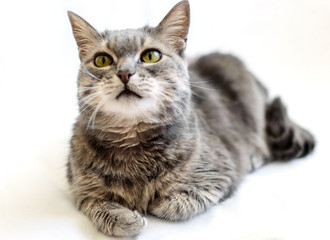 Grey cat on a white background