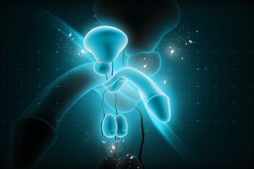 3d rendered penis isolated on color background © RAJCREATIONZS