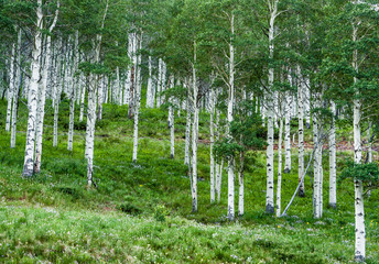 Fototapeta premium CO_Aspen Grove_Piney Lake_J.Falace_July-16-2017