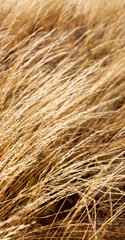 the abstract texture of a yellow grass