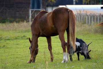Fototapeta premium Horse and a goat graze together