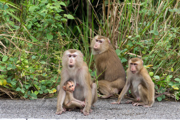 Fototapeta na wymiar Monkeys in Forest.