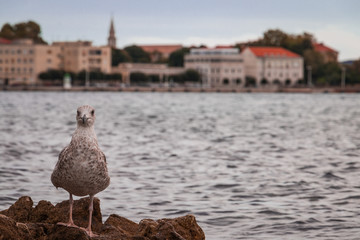 Moewe im Hafen von Zadar