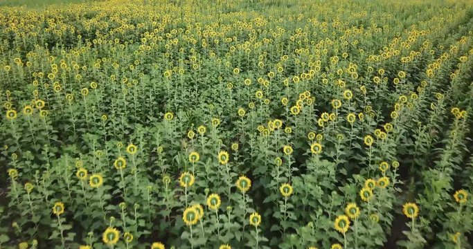 aerial photo from drone: sunflower field. The Popular Tourist Attractions flower field on winter in Lop Buri province, THAILAND