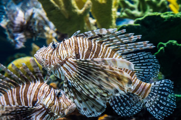 Lion Fish