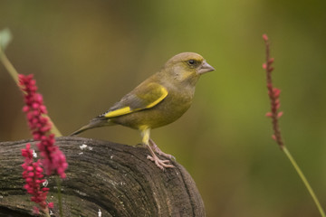 Greenfinch