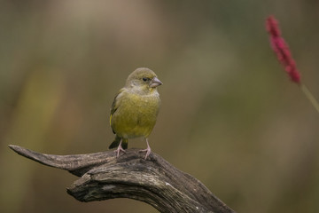 Greenfinch