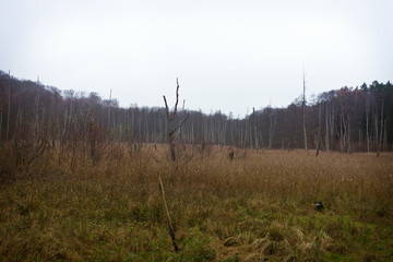 spooky moor landscape with reed and dead trees