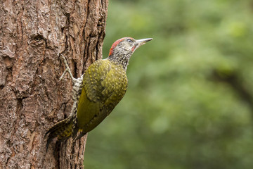 green Woodpecker