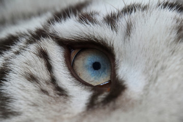 Extreme close up blue eye de tigre blanc