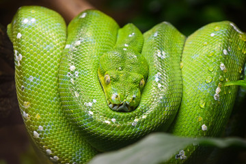 Green tree python (Morelia viridis) close up