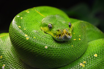 Obraz premium Green tree python (Morelia viridis) close up