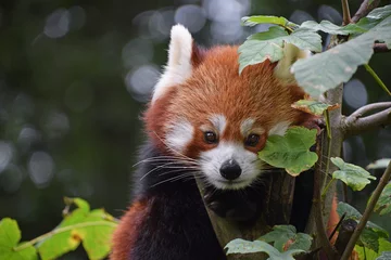 Photo sur Plexiglas Panda Close up portrait of red panda on tree