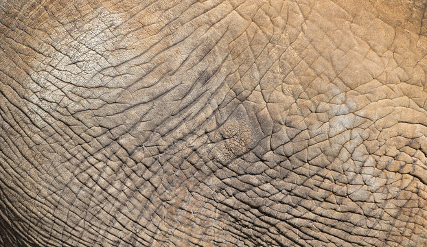 Close Up Texture Of Elephant Skin Side View