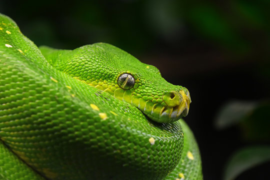 Green tree python profile portrait close up