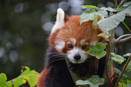Fototapeta Close up portrait of red panda on tree