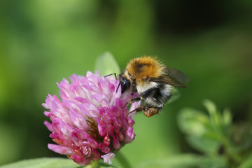 Ackerhummel, Bombus pascuorum, sitzt auf Blüte