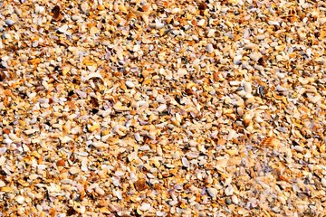 Crushed seashells on the beach