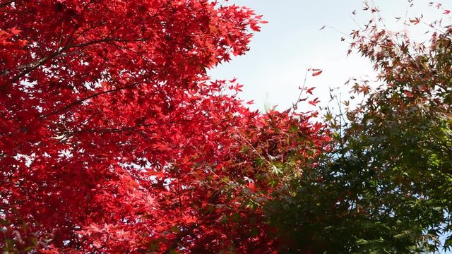 Autumn leaves