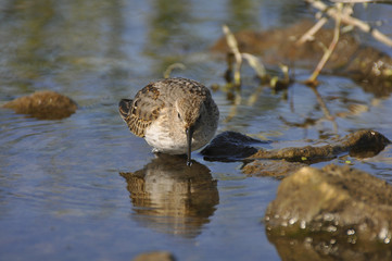Little bird looks for food in water. Sandpiper, wild nature, nature, fauna, flora, bird 