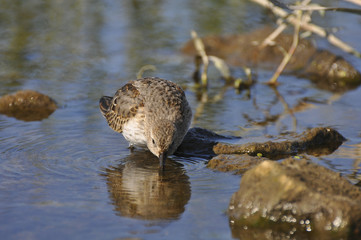 Little bird looks for food in water. Sandpiper, wild nature, nature, fauna, flora, bird 