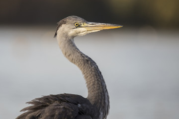 Heron, Grey Heron
