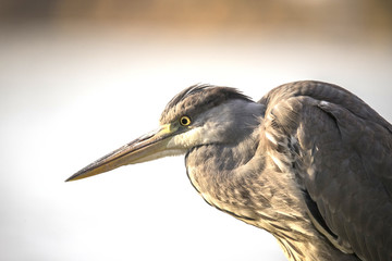 Heron, Grey Heron