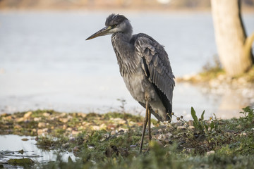 Heron, Grey Heron