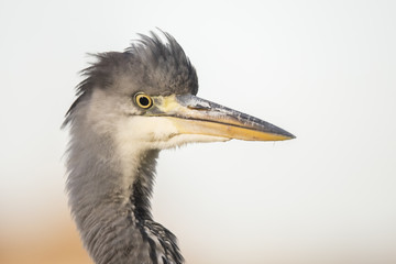 Heron, Grey Heron
