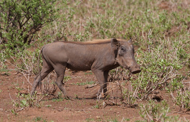 Warzenschweine in Afrika