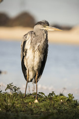 Heron, Grey Heron