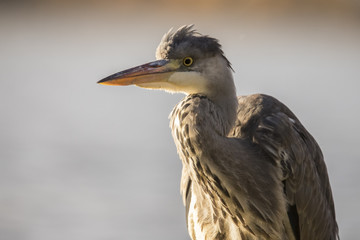 Heron, Grey Heron