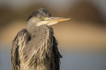 Heron, Grey Heron