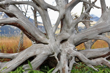 Intricate roots of removed stump-Senjogahara marshland-Nikko National Park. Kanto region-Honshu-Japan.4216