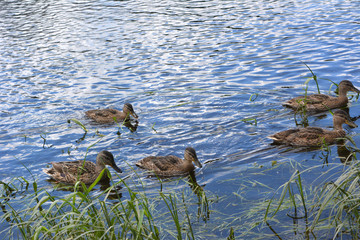 beautiful ducks mallards swim in the water