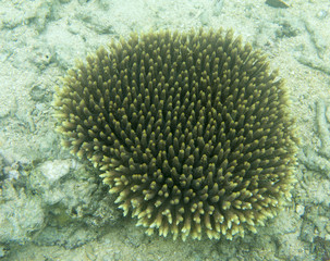 Naklejka na ściany i meble Acropora coral under the sea