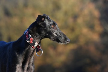 schwarzer Galgo Espanol starrt in die Ferne