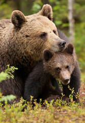 Close up of a loving Eurasian brown bear comforting her cub in Finnish forest during summer season