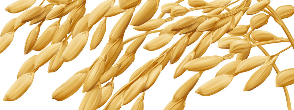 Rice - Oryza
Hand drawn vector illustration of golden yellow rice ear on transparent background in highly detailed realistic stile.