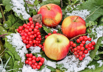 Apples and Viburnum in the snow. Red Apples and Viburnum in the snow and grass close up. First snow. Autumn and snow. Winter. Abstract