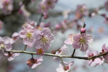 Fototapeta premium ピンクの梅の花