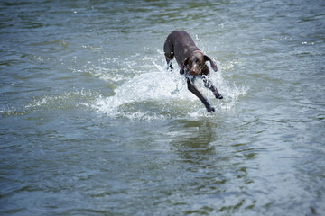 Dog in the water