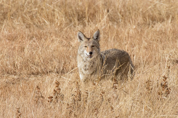 Coyote at bosque del apache national wildlife refuge in central new mexico