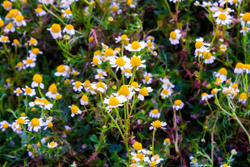 Chamomile flowers